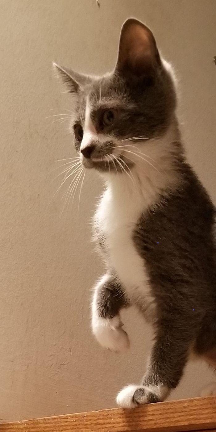 Hey Pandas, Share The Cutest Pic Of Your Cat (Ended)