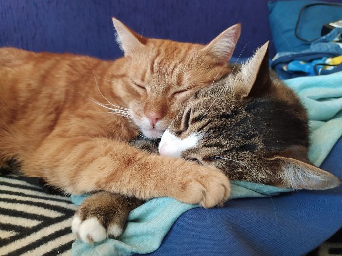 Hey Pandas, Share The Cutest Pic Of Your Cat (Ended)