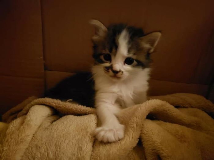 Hey Pandas, Share The Cutest Pic Of Your Cat (Ended)