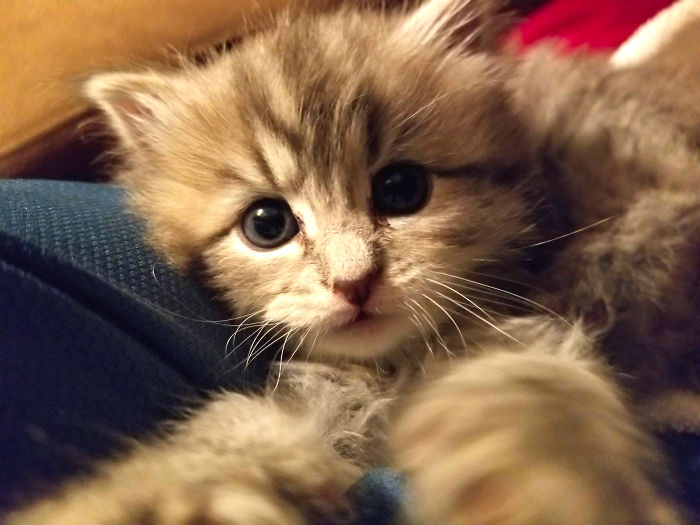 Hey Pandas, Share The Cutest Pic Of Your Cat (Ended)