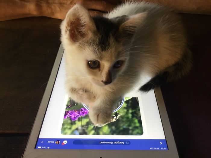 Hey Pandas, Share The Cutest Pic Of Your Cat (Ended)