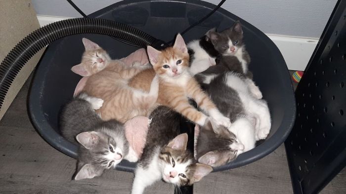 Hey Pandas, Share The Cutest Pic Of Your Cat (Ended)