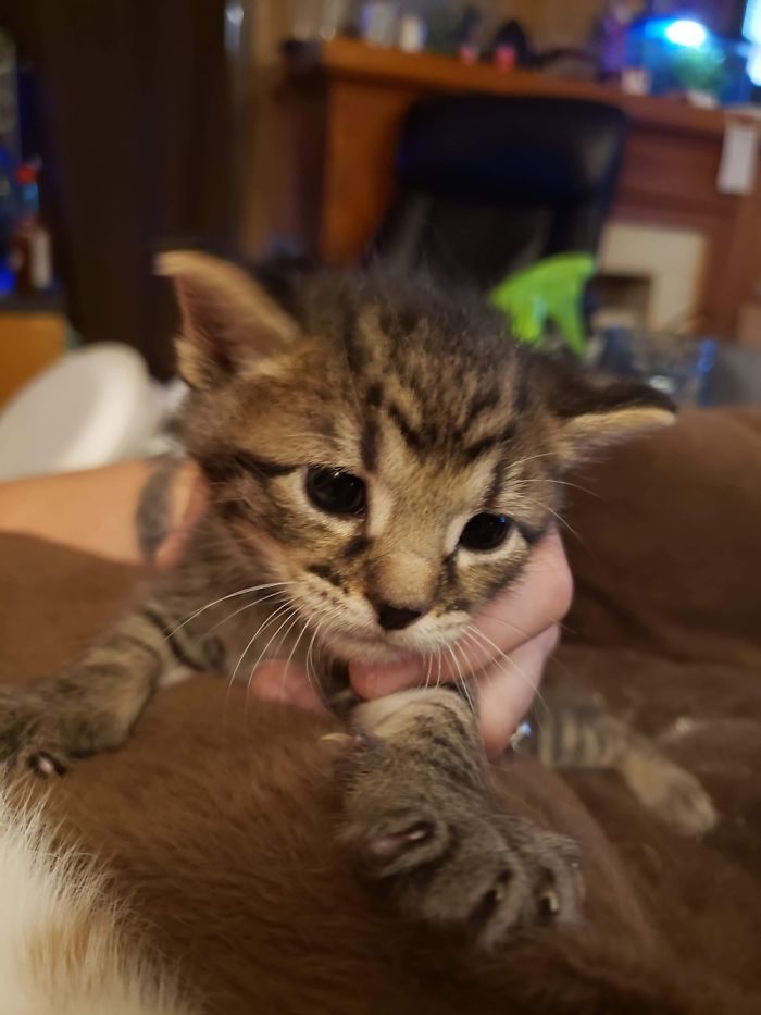 Hey Pandas, Share The Cutest Pic Of Your Cat (Ended)