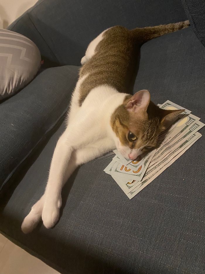 Hey Pandas, Share The Cutest Pic Of Your Cat (Ended)