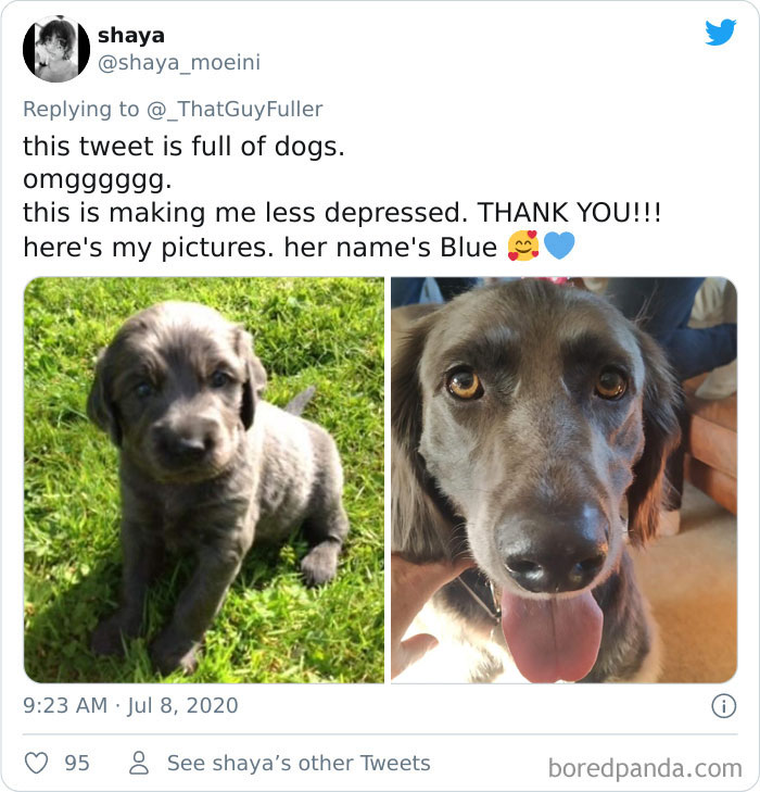 People On Twitter Are Posting Pics Of Their Dogs As Little Puppies Vs. What They Look Like Now (30 Pics) People On Twitter Are Posting Pics Of Their Dogs As Little Puppies Vs. What They Look Like Now (30 Pics)