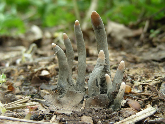 The ‘Dead Man’s Fingers’ Fungus Looks As Creepy As It Sounds, And Here Are 6 Pics To Prove It The ‘Dead Man’s Fingers’ Fungus Looks As Creepy As It Sounds, And Here Are 6 Pics To Prove It
