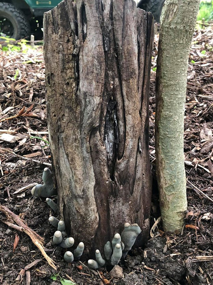 The ‘Dead Man’s Fingers’ Fungus Looks As Creepy As It Sounds, And Here Are 6 Pics To Prove It The ‘Dead Man’s Fingers’ Fungus Looks As Creepy As It Sounds, And Here Are 6 Pics To Prove It