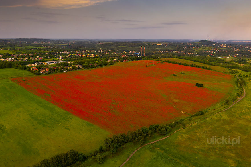 I Photographed Poppy Fields During A Storm (6 Pics) I Photographed Poppy Fields During A Storm (6 Pics)