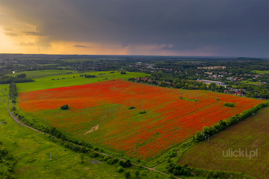I Photographed Poppy Fields During A Storm (6 Pics) I Photographed Poppy Fields During A Storm (6 Pics)