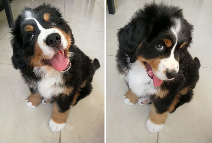 Hey Pandas, Share The Cutest Pic Of Your Doggo When It Was Still A Pupper (Closed) Hey Pandas, Share The Cutest Pic Of Your Doggo When It Was Still A Pupper (Closed)