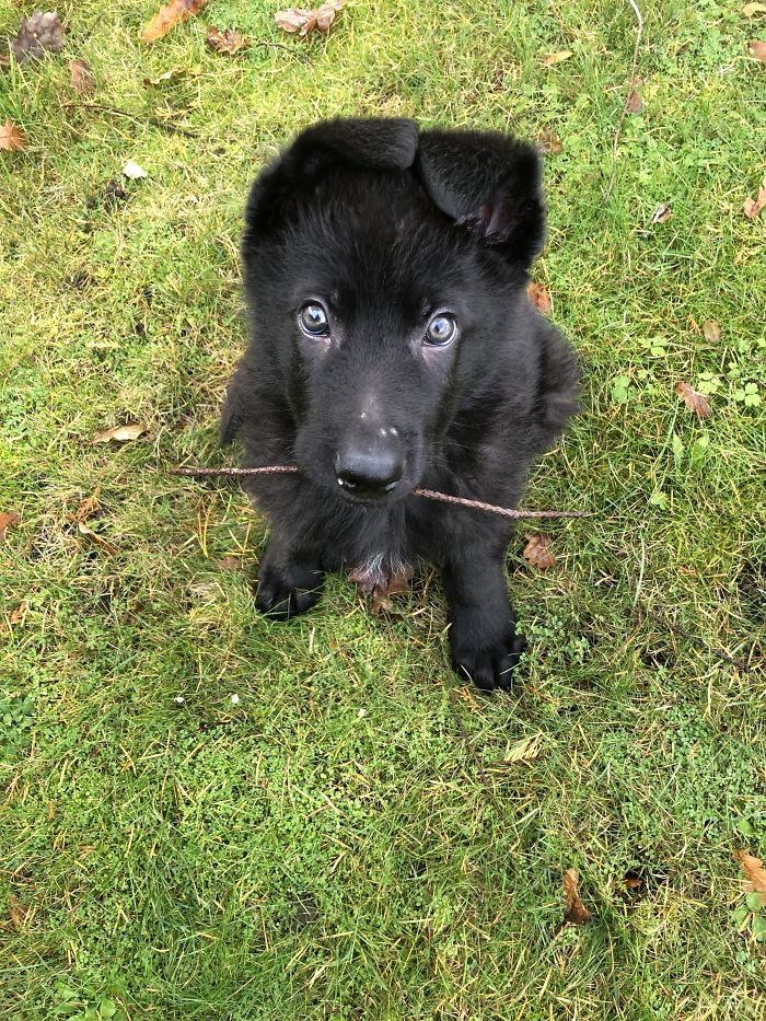 Hey Pandas, Share The Cutest Pic Of Your Doggo When It Was Still A Pupper (Closed) Hey Pandas, Share The Cutest Pic Of Your Doggo When It Was Still A Pupper (Closed)