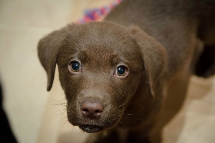 Hey Pandas, Share The Cutest Pic Of Your Doggo When It Was Still A Pupper (Closed) Hey Pandas, Share The Cutest Pic Of Your Doggo When It Was Still A Pupper (Closed)