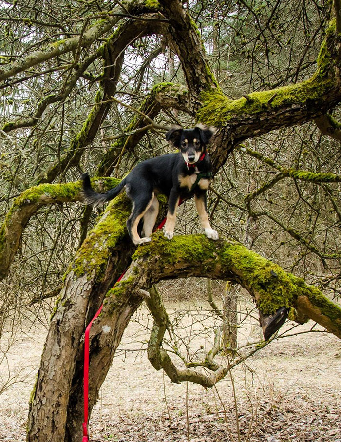 Hey Pandas, Share The Cutest Pic Of Your Doggo When It Was Still A Pupper (Closed) Hey Pandas, Share The Cutest Pic Of Your Doggo When It Was Still A Pupper (Closed)