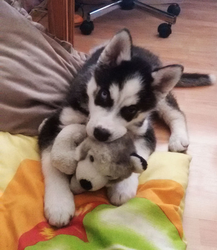 Hey Pandas, Share The Cutest Pic Of Your Doggo When It Was Still A Pupper (Closed) Hey Pandas, Share The Cutest Pic Of Your Doggo When It Was Still A Pupper (Closed)