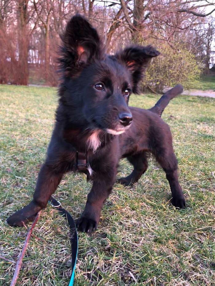 Hey Pandas, Share The Cutest Pic Of Your Doggo When It Was Still A Pupper (Closed) Hey Pandas, Share The Cutest Pic Of Your Doggo When It Was Still A Pupper (Closed)