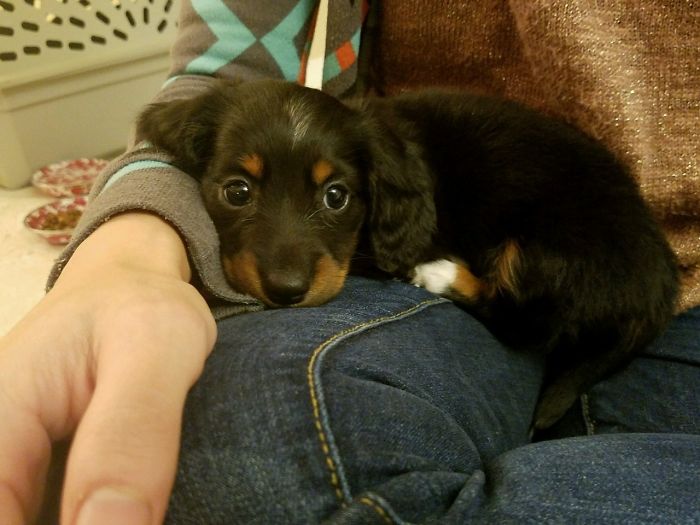 Hey Pandas, Share The Cutest Pic Of Your Doggo When It Was Still A Pupper (Closed) Hey Pandas, Share The Cutest Pic Of Your Doggo When It Was Still A Pupper (Closed)