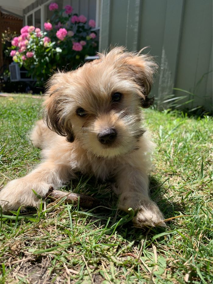 Hey Pandas, Share The Cutest Pic Of Your Doggo When It Was Still A Pupper (Closed) Hey Pandas, Share The Cutest Pic Of Your Doggo When It Was Still A Pupper (Closed)