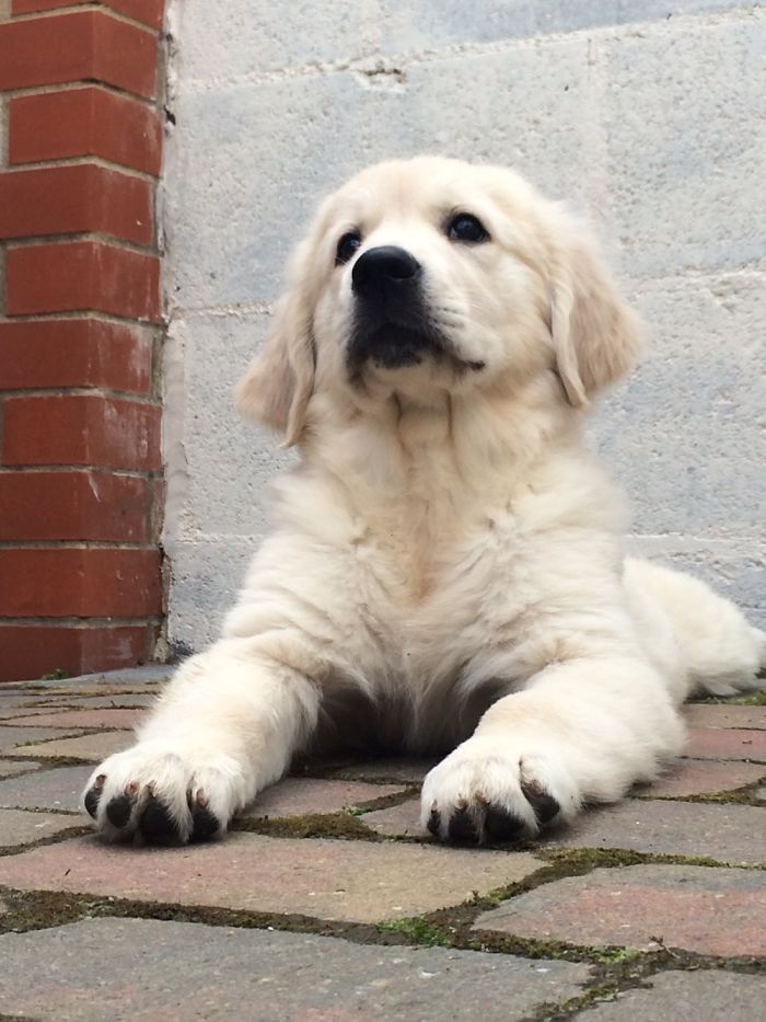 Hey Pandas, Share The Cutest Pic Of Your Doggo When It Was Still A Pupper (Closed) Hey Pandas, Share The Cutest Pic Of Your Doggo When It Was Still A Pupper (Closed)