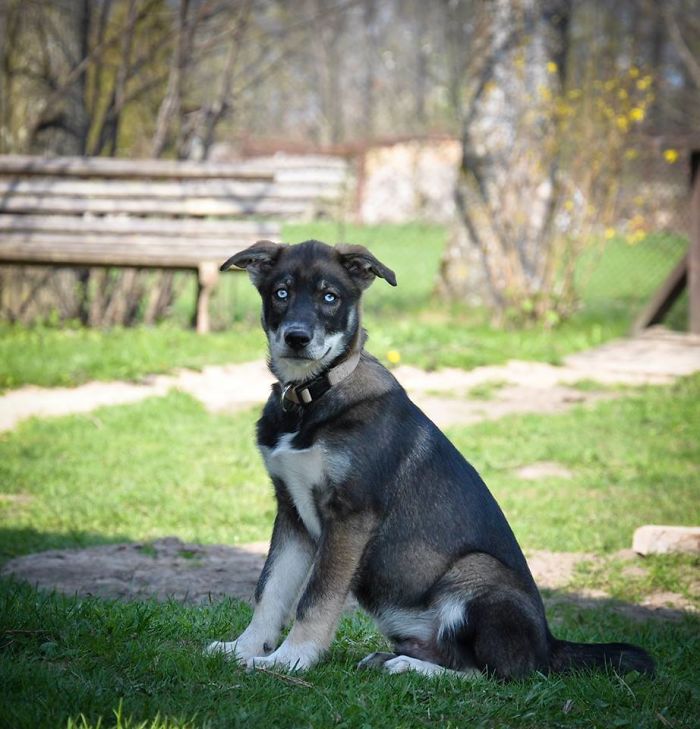 Hey Pandas, Share The Cutest Pic Of Your Doggo When It Was Still A Pupper (Closed) Hey Pandas, Share The Cutest Pic Of Your Doggo When It Was Still A Pupper (Closed)
