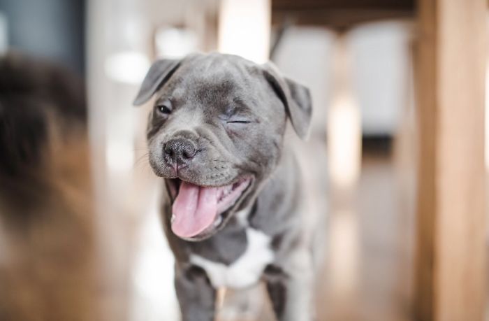 Hey Pandas, Share The Cutest Pic Of Your Doggo When It Was Still A Pupper (Closed) Hey Pandas, Share The Cutest Pic Of Your Doggo When It Was Still A Pupper (Closed)