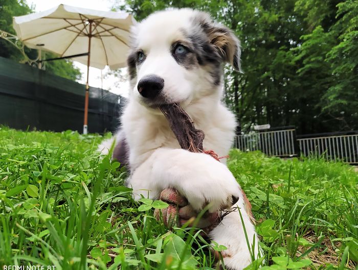 Hey Pandas, Share The Cutest Pic Of Your Doggo When It Was Still A Pupper (Closed) Hey Pandas, Share The Cutest Pic Of Your Doggo When It Was Still A Pupper (Closed)