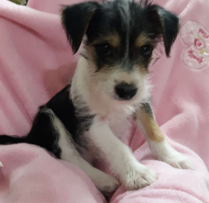 Hey Pandas, Share The Cutest Pic Of Your Doggo When It Was Still A Pupper (Closed) Hey Pandas, Share The Cutest Pic Of Your Doggo When It Was Still A Pupper (Closed)