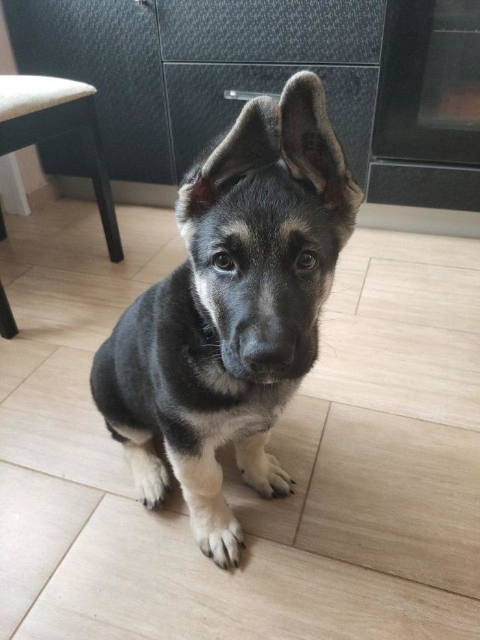 Hey Pandas, Share The Cutest Pic Of Your Doggo When It Was Still A Pupper (Closed) Hey Pandas, Share The Cutest Pic Of Your Doggo When It Was Still A Pupper (Closed)