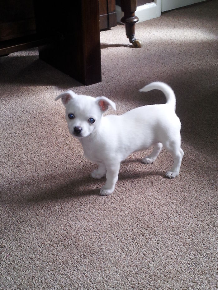 Hey Pandas, Share The Cutest Pic Of Your Doggo When It Was Still A Pupper (Closed) Hey Pandas, Share The Cutest Pic Of Your Doggo When It Was Still A Pupper (Closed)