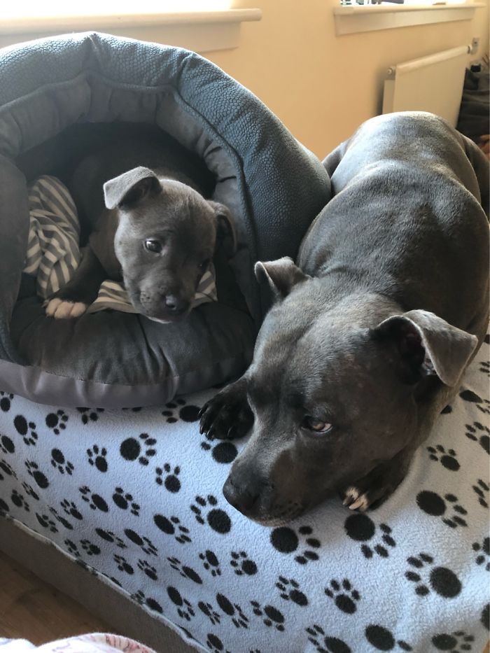 Hey Pandas, Share The Cutest Pic Of Your Doggo When It Was Still A Pupper (Closed) Hey Pandas, Share The Cutest Pic Of Your Doggo When It Was Still A Pupper (Closed)