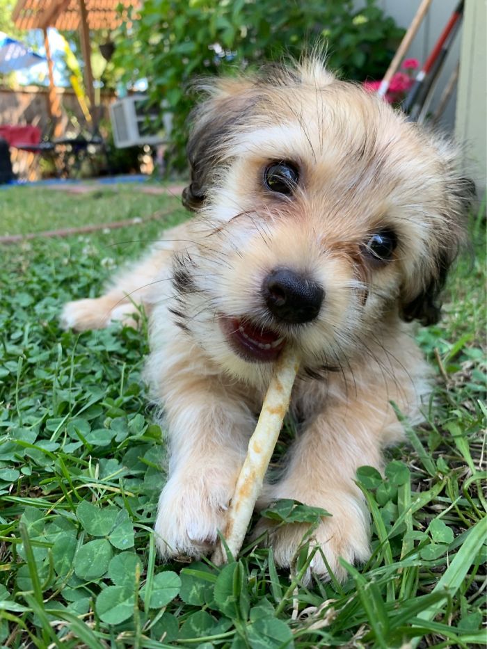 Hey Pandas, Share The Cutest Pic Of Your Doggo When It Was Still A Pupper (Closed) Hey Pandas, Share The Cutest Pic Of Your Doggo When It Was Still A Pupper (Closed)