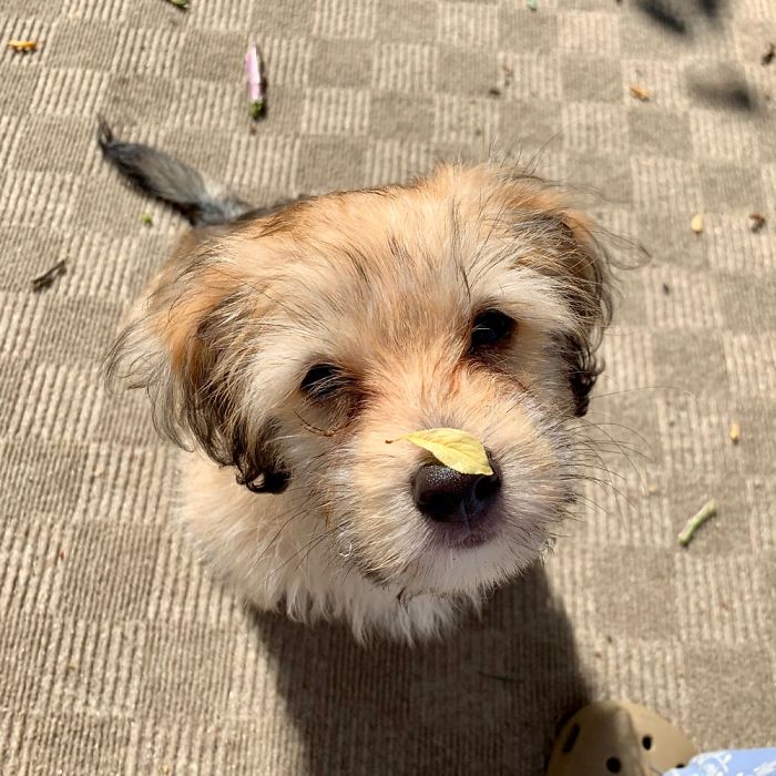 Hey Pandas, Share The Cutest Pic Of Your Doggo When It Was Still A Pupper (Closed) Hey Pandas, Share The Cutest Pic Of Your Doggo When It Was Still A Pupper (Closed)