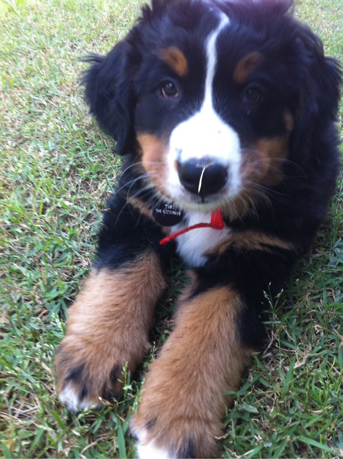 Hey Pandas, Share The Cutest Pic Of Your Doggo When It Was Still A Pupper (Closed) Hey Pandas, Share The Cutest Pic Of Your Doggo When It Was Still A Pupper (Closed)