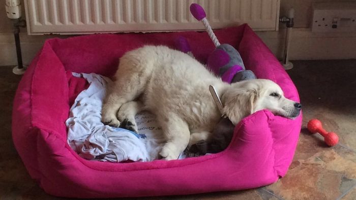 Hey Pandas, Share The Cutest Pic Of Your Doggo When It Was Still A Pupper (Closed) Hey Pandas, Share The Cutest Pic Of Your Doggo When It Was Still A Pupper (Closed)