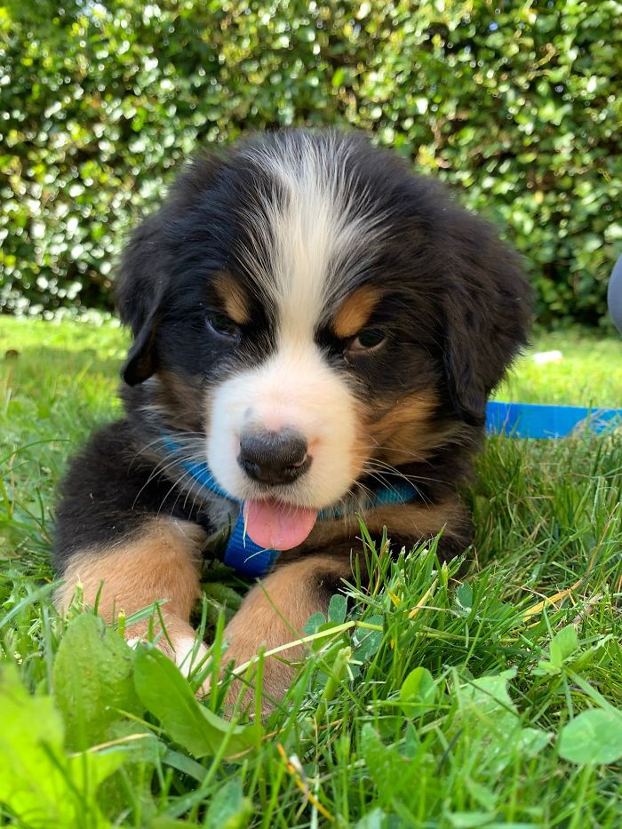 Hey Pandas, Share The Cutest Pic Of Your Doggo When It Was Still A Pupper (Closed) Hey Pandas, Share The Cutest Pic Of Your Doggo When It Was Still A Pupper (Closed)