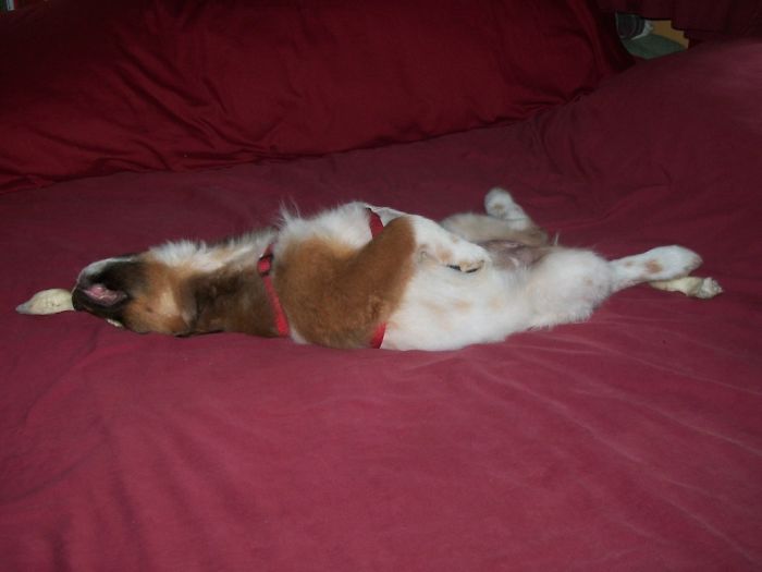 Hey Pandas, Share The Cutest Pic Of Your Doggo When It Was Still A Pupper (Closed) Hey Pandas, Share The Cutest Pic Of Your Doggo When It Was Still A Pupper (Closed)