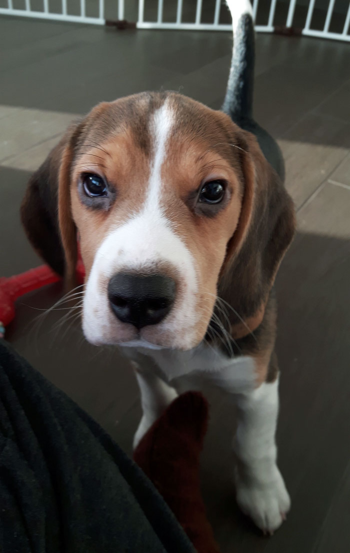 Hey Pandas, Share The Cutest Pic Of Your Doggo When It Was Still A Pupper (Closed) Hey Pandas, Share The Cutest Pic Of Your Doggo When It Was Still A Pupper (Closed)