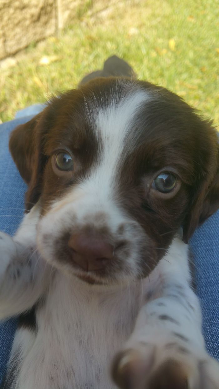 Hey Pandas, Share The Cutest Pic Of Your Doggo When It Was Still A Pupper (Closed) Hey Pandas, Share The Cutest Pic Of Your Doggo When It Was Still A Pupper (Closed)