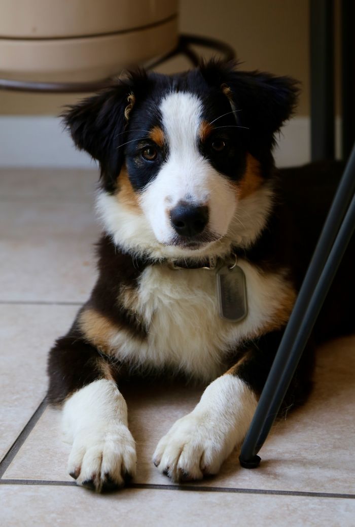 Hey Pandas, Share The Cutest Pic Of Your Doggo When It Was Still A Pupper (Closed) Hey Pandas, Share The Cutest Pic Of Your Doggo When It Was Still A Pupper (Closed)