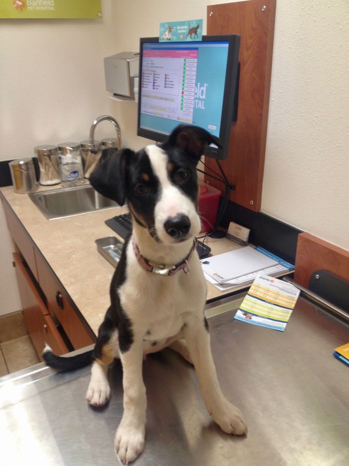 Hey Pandas, Share The Cutest Pic Of Your Doggo When It Was Still A Pupper (Closed) Hey Pandas, Share The Cutest Pic Of Your Doggo When It Was Still A Pupper (Closed)