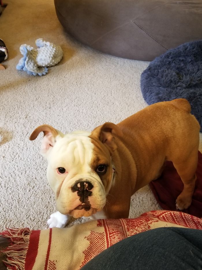 Hey Pandas, Share The Cutest Pic Of Your Doggo When It Was Still A Pupper (Closed) Hey Pandas, Share The Cutest Pic Of Your Doggo When It Was Still A Pupper (Closed)