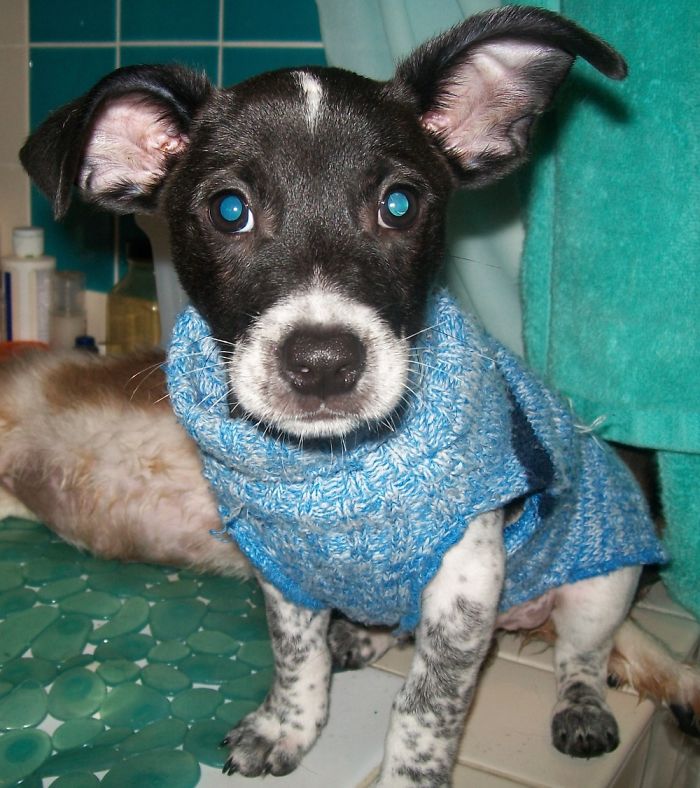 Hey Pandas, Share The Cutest Pic Of Your Doggo When It Was Still A Pupper (Closed) Hey Pandas, Share The Cutest Pic Of Your Doggo When It Was Still A Pupper (Closed)