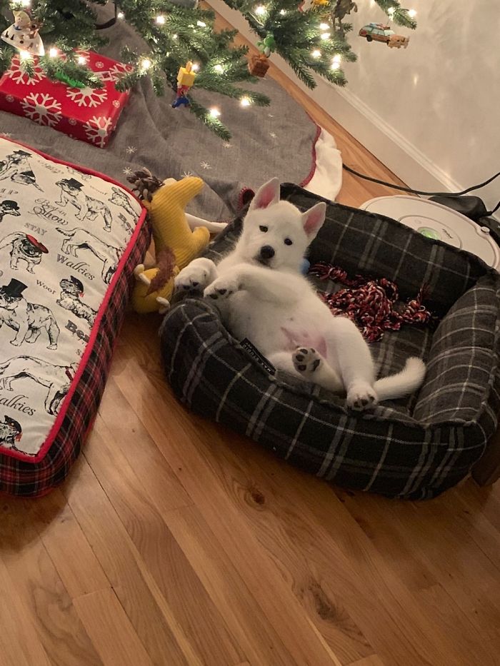 Hey Pandas, Share The Cutest Pic Of Your Doggo When It Was Still A Pupper (Closed) Hey Pandas, Share The Cutest Pic Of Your Doggo When It Was Still A Pupper (Closed)