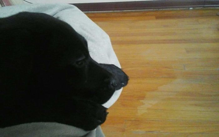 Hey Pandas, Share The Cutest Pic Of Your Doggo When It Was Still A Pupper (Closed) Hey Pandas, Share The Cutest Pic Of Your Doggo When It Was Still A Pupper (Closed)