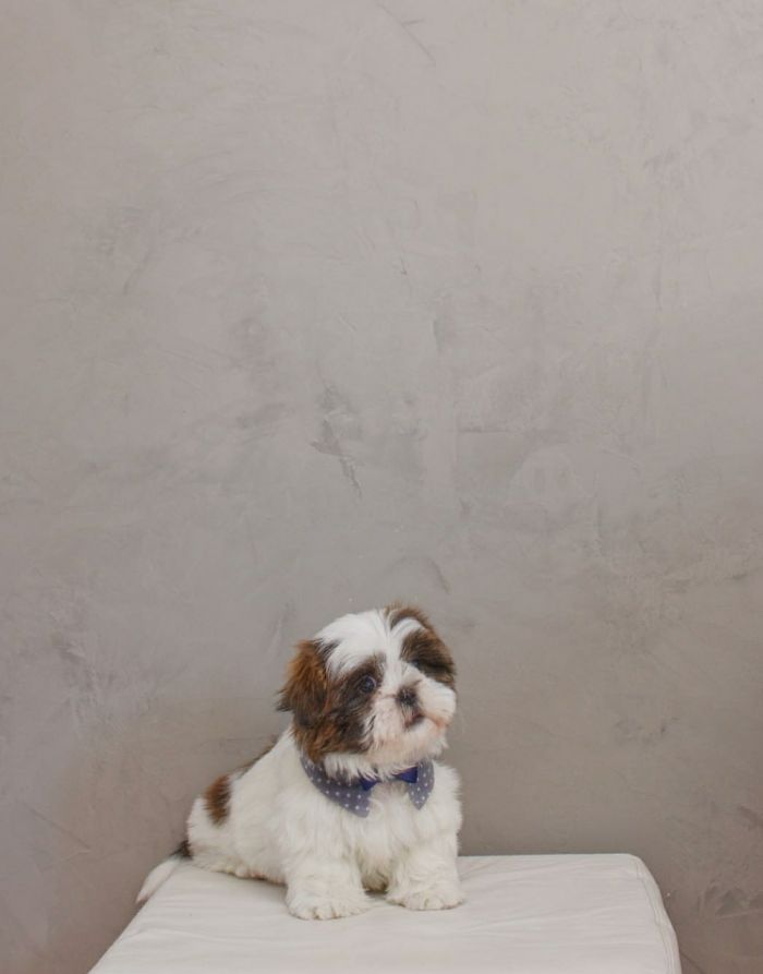 Hey Pandas, Share The Cutest Pic Of Your Doggo When It Was Still A Pupper (Closed) Hey Pandas, Share The Cutest Pic Of Your Doggo When It Was Still A Pupper (Closed)