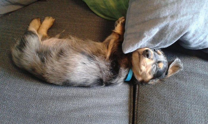 Hey Pandas, Share The Cutest Pic Of Your Doggo When It Was Still A Pupper (Closed) Hey Pandas, Share The Cutest Pic Of Your Doggo When It Was Still A Pupper (Closed)