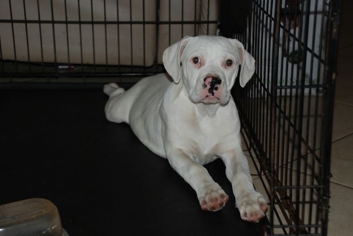 Hey Pandas, Share The Cutest Pic Of Your Doggo When It Was Still A Pupper (Closed) Hey Pandas, Share The Cutest Pic Of Your Doggo When It Was Still A Pupper (Closed)