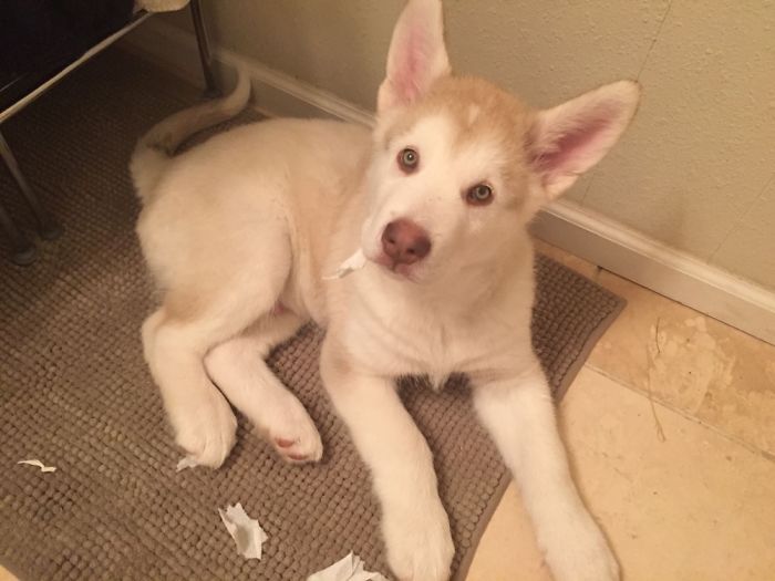 Hey Pandas, Share The Cutest Pic Of Your Doggo When It Was Still A Pupper (Closed) Hey Pandas, Share The Cutest Pic Of Your Doggo When It Was Still A Pupper (Closed)