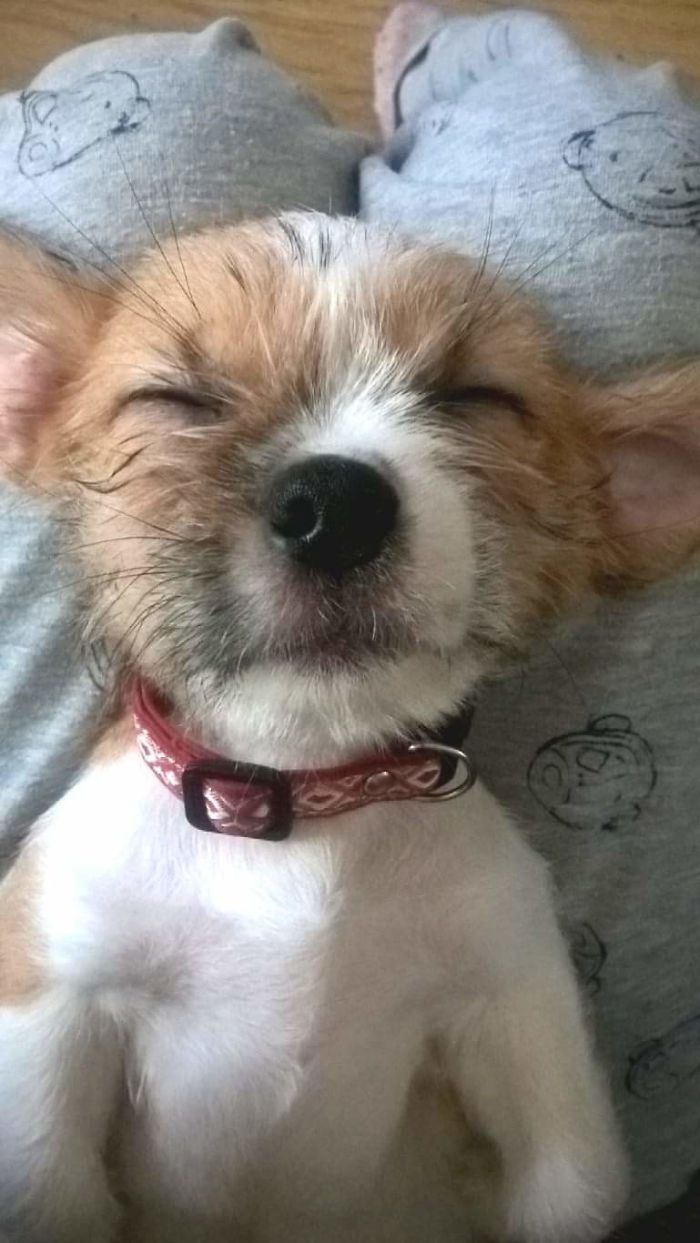 Hey Pandas, Share The Cutest Pic Of Your Doggo When It Was Still A Pupper (Closed) Hey Pandas, Share The Cutest Pic Of Your Doggo When It Was Still A Pupper (Closed)