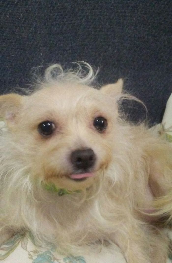 Hey Pandas, Share The Cutest Pic Of Your Doggo When It Was Still A Pupper (Closed) Hey Pandas, Share The Cutest Pic Of Your Doggo When It Was Still A Pupper (Closed)