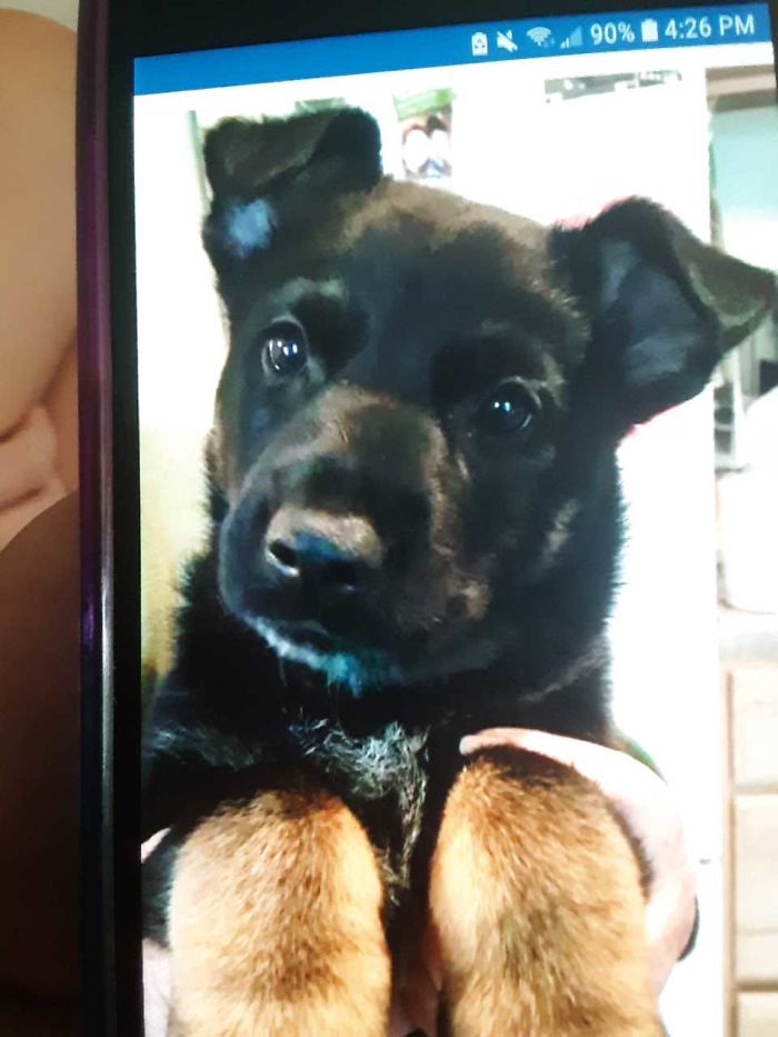 Hey Pandas, Share The Cutest Pic Of Your Doggo When It Was Still A Pupper (Closed) Hey Pandas, Share The Cutest Pic Of Your Doggo When It Was Still A Pupper (Closed)